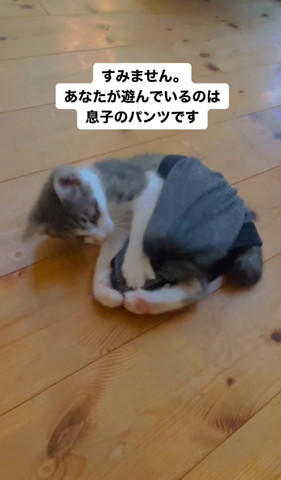 パンツを履いて丸まる猫