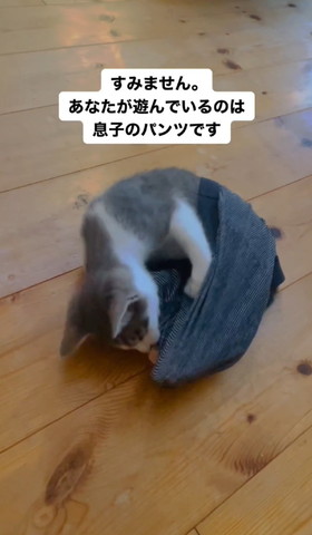 パンツを伸ばす猫