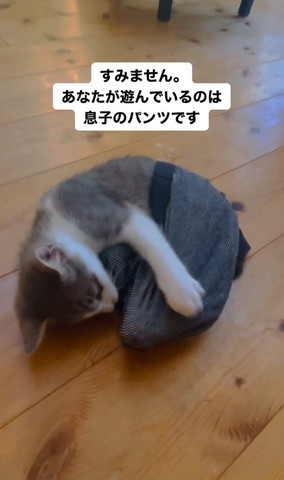 パンツを伸ばす猫アップ