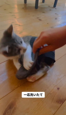 履いてるパンツをとられそうになってみる猫