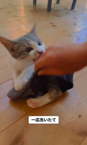 手を噛む猫