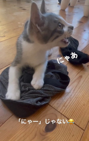 にゃぁテロップ