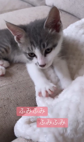 ふみふみしてる猫