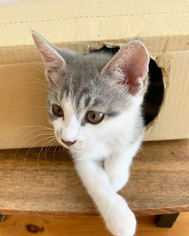 穴から顔出す猫