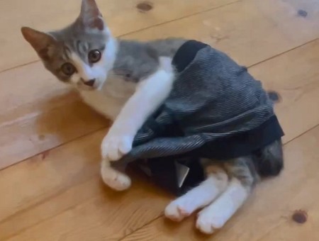 パンツを履いてカメラ目線猫アップ