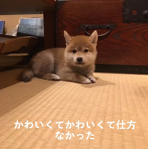 柴犬ビフォアフ