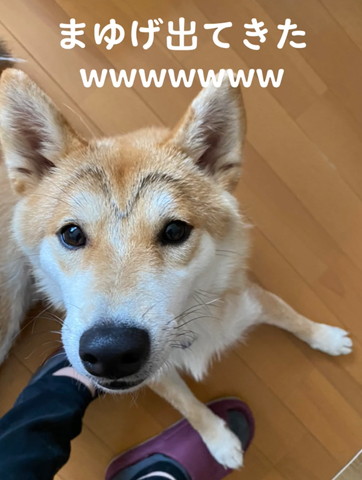 眉毛出てきたテロップ