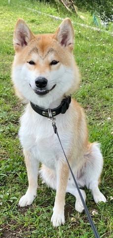 お座りして歯だして笑ってるワンコ