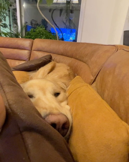 クッションにはさまる犬