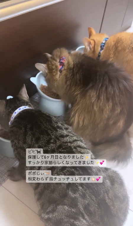 3にゃんでごはん