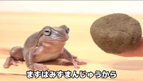 カエルとエサ