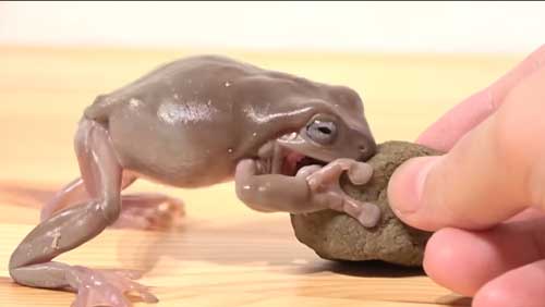 カエルにいつもの100倍のエサをあげると