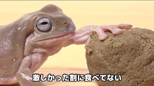 カエルにいつもの100倍のエサをあげると