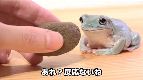カエルにいつもの100倍のエサをあげると