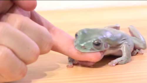 カエルにいつもの100倍のエサをあげると