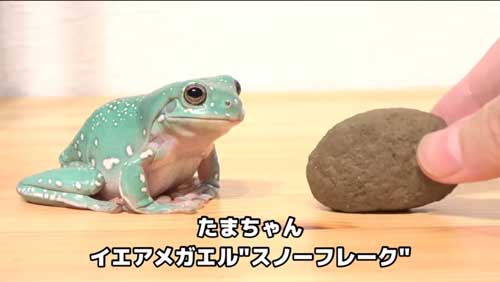 カエルにいつもの100倍のエサをあげると