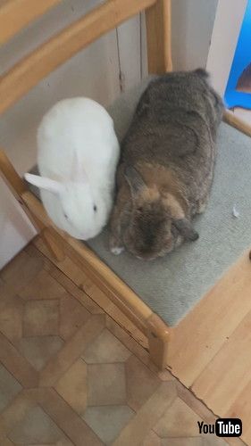 ウサギの横に紙が……