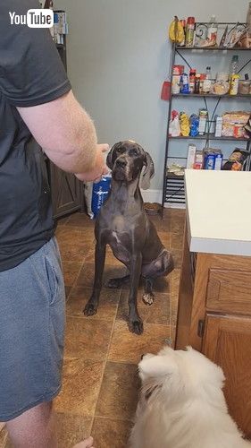 チーズキャッチをする犬たち