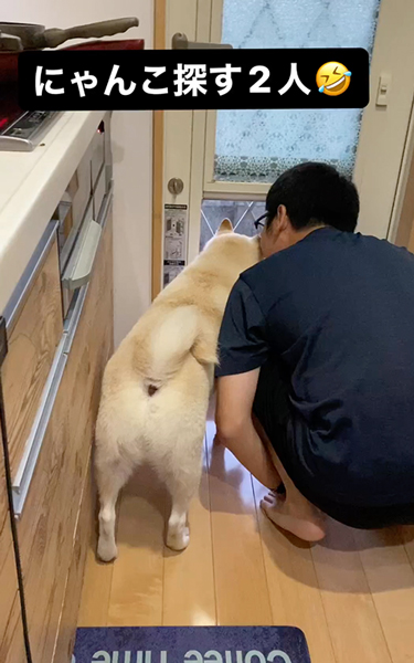 パパとにゃんこ探す柴犬