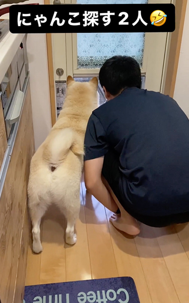 パパとにゃんこ探す柴犬