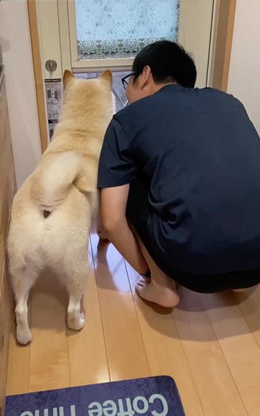 パパとにゃんこ探す柴犬
