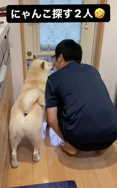 パパとにゃんこ探す柴犬