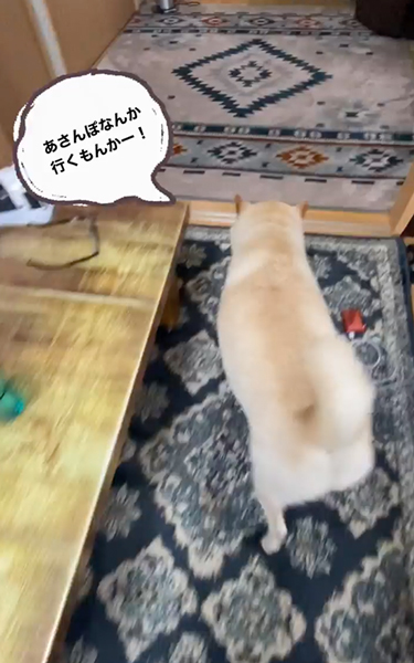 朝のお散歩イヤイヤ