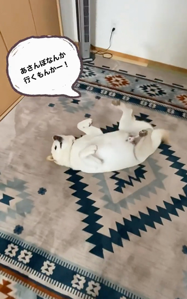 朝のお散歩イヤイヤ