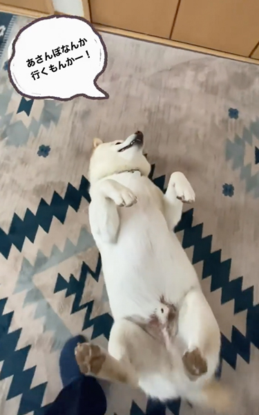 朝のお散歩イヤイヤ