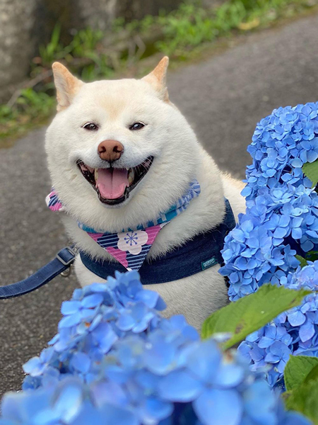 アジサイと白柴