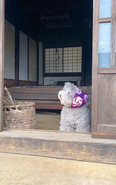 おばあちゃんみたいなワンコ