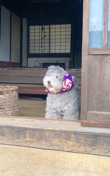 おばあちゃんみたいなワンコ