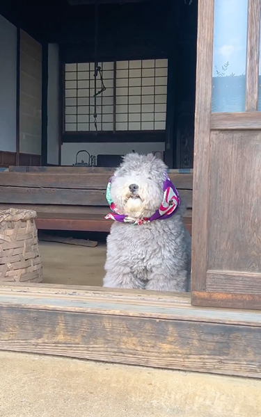 おばあちゃんみたいなワンコ