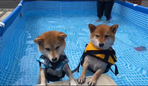 台に手を添える2匹の柴犬