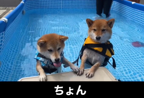 右のワンコに手を添えるワンコ