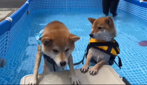 台に乗ろうとするワンコ