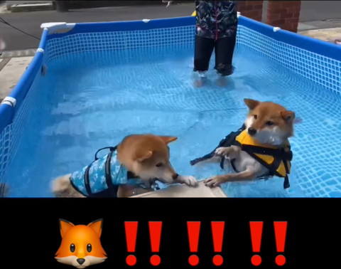 右側のワンコよろめく