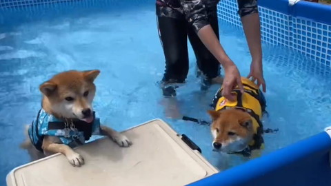 飼い主にプールでサポートされるワンコ