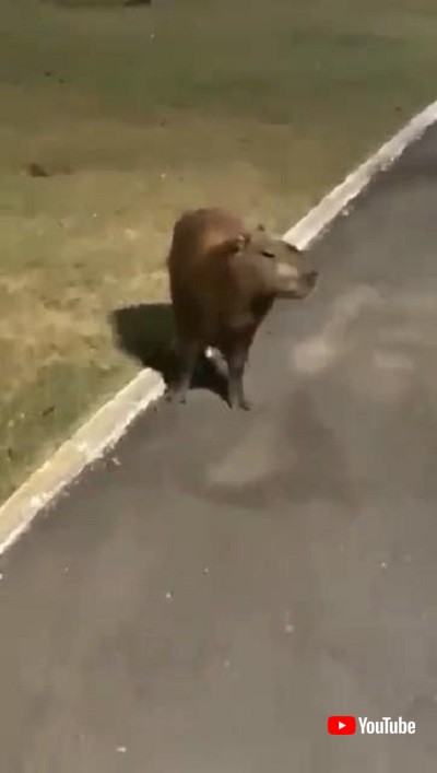 たたずむカピバラ