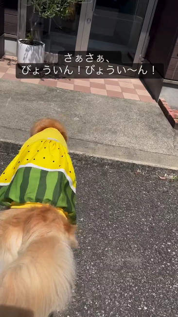 入り口へ走るワンコ