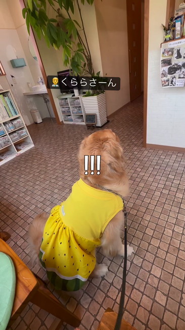 お座りしているワンコ