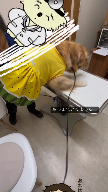 おそれいりましゅテロップ