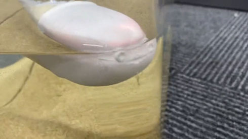 サカバンバスピス