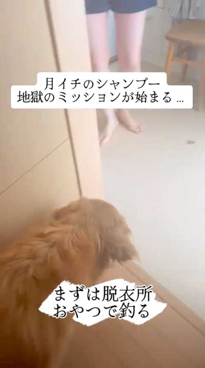 犬