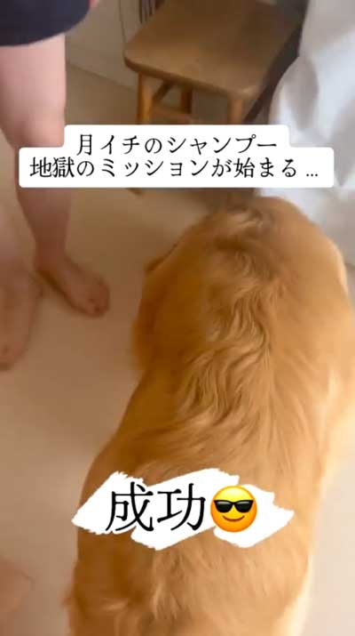 クリアする犬