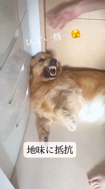 静かに抵抗する犬