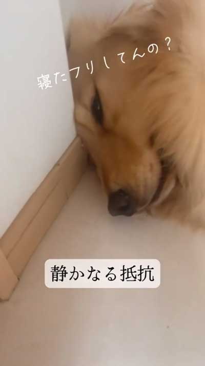 ちらちら見る犬