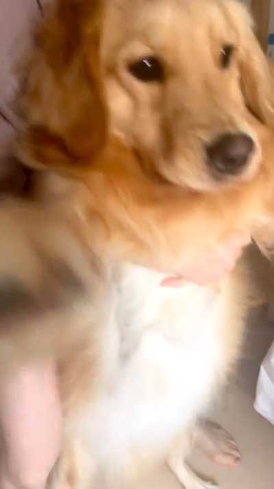 移動するワンコ