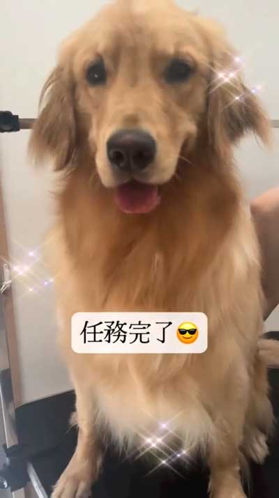 乾燥中のワンコ