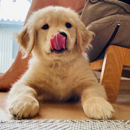 生後3カ月のワンコ